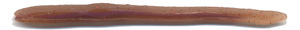 077 Desert Oxblood